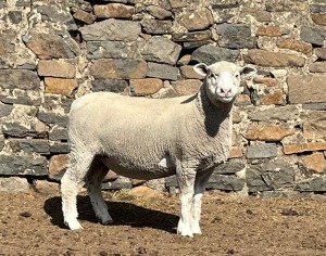 1X ILE DE FRANCE SP PREGNANT EWE JANCOR