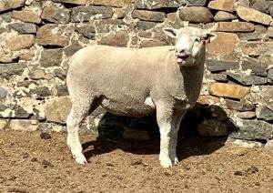 1X ILE DE FRANCE SP PREGNANT EWE JANCOR