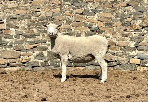 1X ILE DE FRANCE SP PREGNANT EWE JANCOR