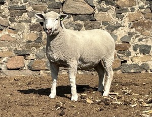 1X ILE DE FRANCE SP PREGNANT EWE JANCOR