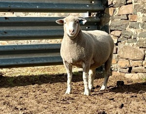 1X ILE DE FRANCE SP PREGNANT EWE JANCOR