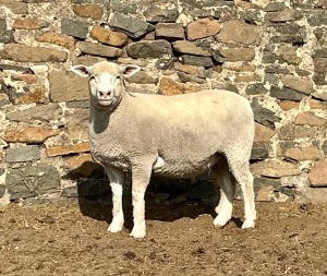 1X ILE DE FRANCE SP PREGNANT EWE JANCOR