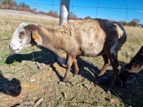 LOT 60 1 X MEATMASTER OOI BENEDICTO MEATMASTERS