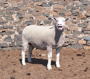 1X ILE DE FRANCE SP PREGNANT EWE JANCOR