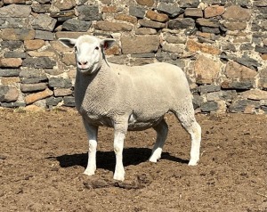 1X ILE DE FRANCE SP PREGNANT EWE JANCOR