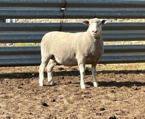 1X ILE DE FRANCE SP PREGNANT EWE JANCOR
