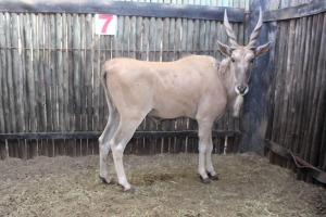 1X ELAND M:1