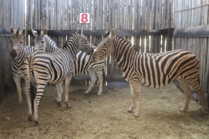 4X ZEBRA V/F:4 (Per Piece to take the lot/Per stuk om lot te neem)