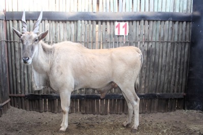 1X ELAND M:1