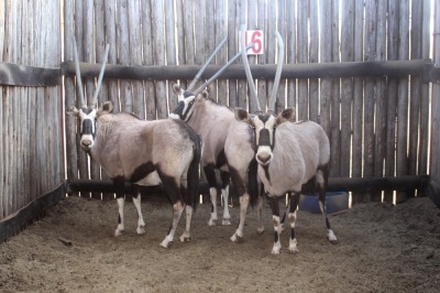 3X GEMSBOK M:1 V/F:2 (Per Piece to take the lot/Per stuk om lot te neem)