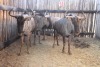 4X BLOUWILDEBEES M:4 (Per Piece to take the lot/Per stuk om lot te neem)