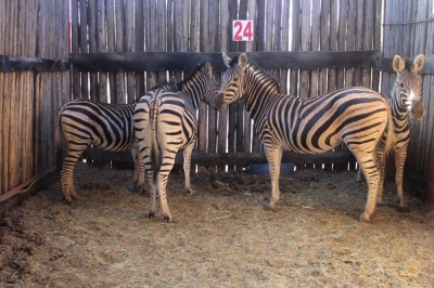 4X ZEBRA V/F:4 (Per Piece to take the lot/Per stuk om lot te neem)