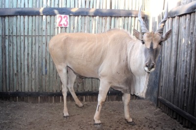 1X ELAND M:1