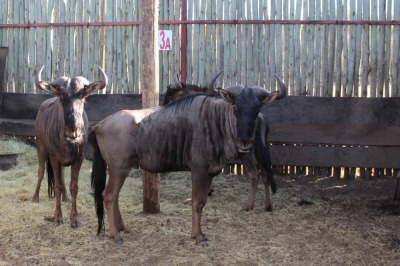 3X BLOUWILDEBEES M:3 (Per Piece to take the lot/Per stuk om lot te neem)