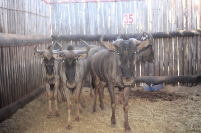 5X BLOUWILDEBEES M:1 V/F:4 (Per Piece to take the lot/Per stuk om lot te neem)