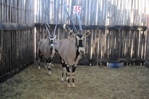 3X GEMSBOK M: V/F:3 (Per Piece to take the lot/Per stuk om lot te neem)