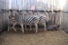 3X ZEBRA V/F:3 (Per Piece to take the lot/Per stuk om lot te neem)