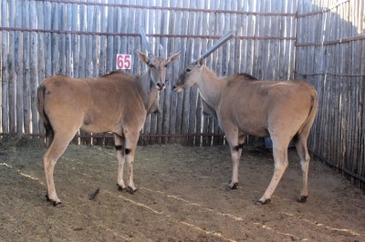 2X ELAND V/F:2 (Per Piece to take the lot/Per stuk om lot te neem)