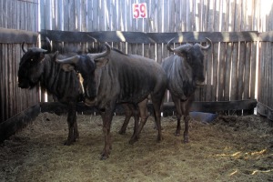 3X BLOUWILDEBEES M:3 (Per Piece to take the lot/Per stuk om lot te neem)