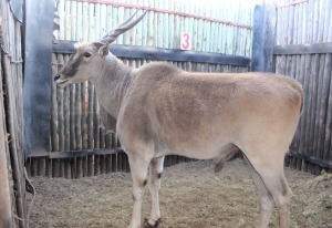 1X ELAND M:1