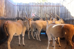 6X ELAND V/F:6 (Per Piece to take the lot/Per stuk om lot te neem)