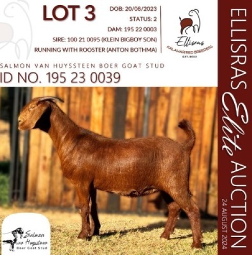 1X KALAHARI RED STUD 38-159 DOE SALMON VAN HUYSSTEEN BOER GOAT STUD