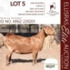 1X KALAHARI RED STUD 38-156 DOE DHIDEJAK KALAHARI REDS