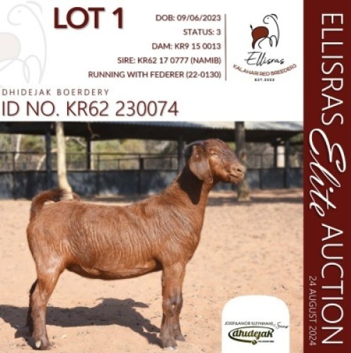 1X KALAHARI RED KUDDE 38-518 DOE DHIDEJAK KALAHARI REDS