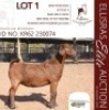 1X KALAHARI RED KUDDE 38-518 DOE DHIDEJAK KALAHARI REDS