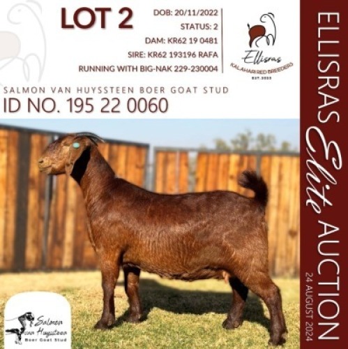 1X KALAHARI RED STUD 48-338 PREGNANT DOE SALMON VAN HUYSSTEEN BOER GOAT STUD