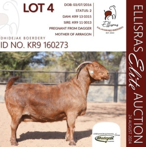 1X KALAHARI RED STUD 48-390 PREGNANT DOE DHIDEJAK KALAHARI REDS