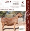 1X KALAHARI RED STUD 48-390 PREGNANT DOE DHIDEJAK KALAHARI REDS