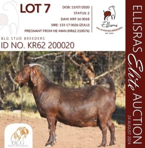 1X KALAHARI RED STUD 48-374 PREGNANT DOE BLG STUD BREEDERS