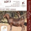 1X KALAHARI RED STUD 48-374 PREGNANT DOE BLG STUD BREEDERS