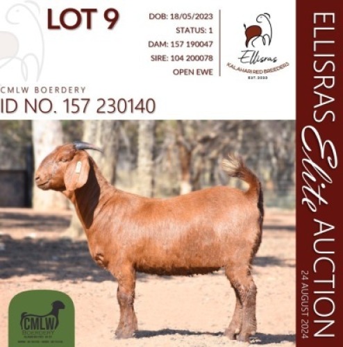 1X KALAHARI RED STUD 10-316 DOE CMLW BOERDERY