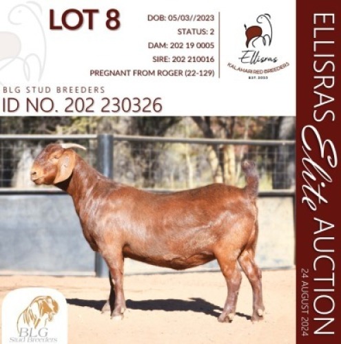 1X KALAHARI RED STUD 48-341 PREGNANT DOE BLG STUD BREEDERS