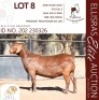 1X KALAHARI RED STUD 48-341 PREGNANT DOE BLG STUD BREEDERS