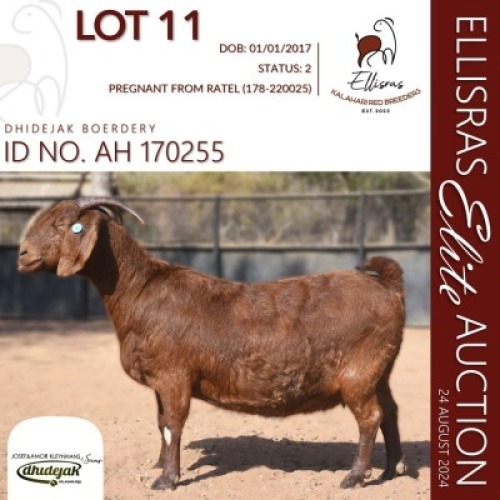 1X KALAHARI RED STUD 48-376 PREGNANT DOE DHIDEJAK KALAHARI REDS