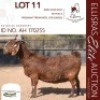 1X KALAHARI RED STUD 48-376 PREGNANT DOE DHIDEJAK KALAHARI REDS