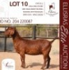 1X KALAHARI RED STUD 17-006 PREGNANT DOE REDSTAG RANCH