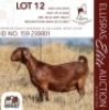 1X KALAHARI RED STUD 48-141 PREGNANT DOE KROKODILNEST