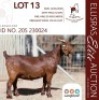 1X KALAHARI RED STUD 10-243 PREGNANT DOE LANGKLOOF GAME FARM