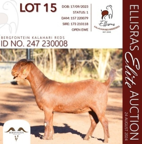 1X KALAHARI RED KUDDE 38-529 DOE BERFONTEIN KALAHARI REDS