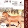 1X KALAHARI RED KUDDE 38-529 DOE BERFONTEIN KALAHARI REDS