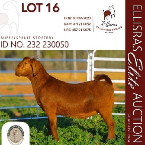 WITHDRAWN - 1X KALAHARI RED ONTREK DOE BUFFELSPRUIT STOETERY