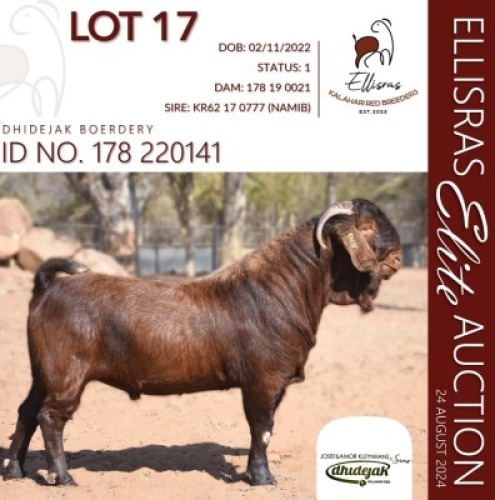 1X KALAHARI RED STUD 48-355 BUCK DHIDEJAK KALAHARI REDS