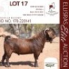 1X KALAHARI RED STUD 48-355 BUCK DHIDEJAK KALAHARI REDS