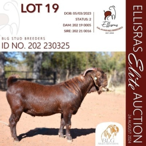 1X KALAHARI RED KUDDE 17-134 BUCK BLG STUD BREEDERS