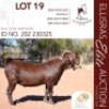 1X KALAHARI RED KUDDE 17-134 BUCK BLG STUD BREEDERS