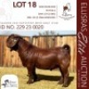 1X KALAHARI RED STUD 17-450 BUCK SALMON VAN HUYSSTEEN BOER GOAT STUD